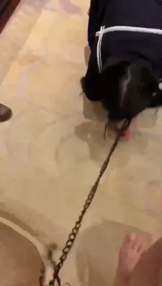 롤리 여동생을 일상적으로 조련하다